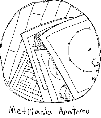 Metriand Anatomy